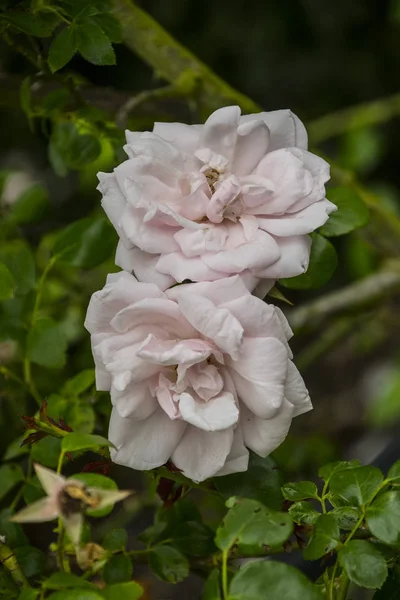 バラの花のクローズ アップ。フィールドの浅い深さ。白いバラの春の花 — ストック写真