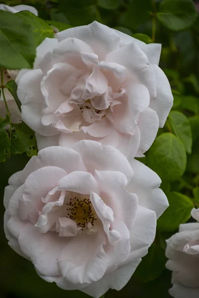 Roze bloem close-up. Ondiepe scherptediepte. Voorjaar bloem van witte roos — Stockfoto