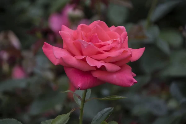 Róża kwiat zbliżenie. Płytka głębokość pola. Kwiat róży wiosennej — Zdjęcie stockowe