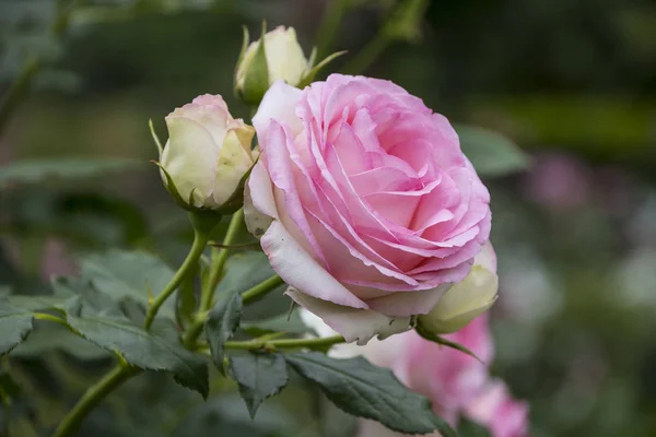 Primer plano de la flor rosa. Profundidad de campo superficial. Flor de primavera de rosa — Foto de Stock