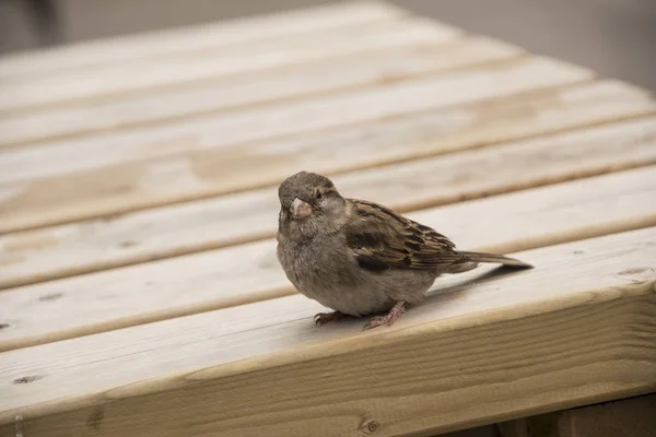 Haussperling auf Holztisch. Spatzen sind an die städtische Umgebung gewöhnt — Stockfoto