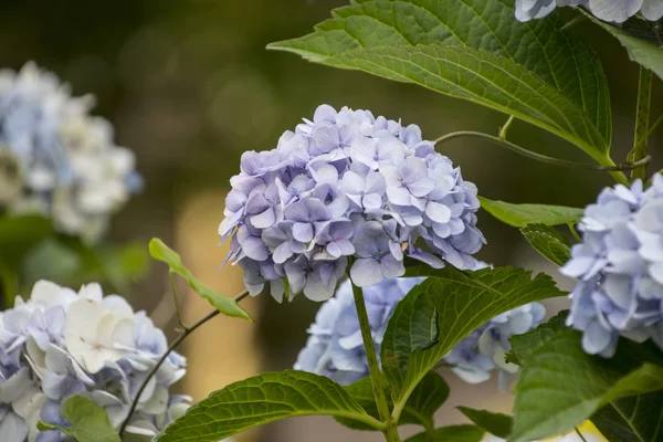 Hydrangea macrophylla Hortensia white and blue flowers details in sunny day — Stock Photo, Image