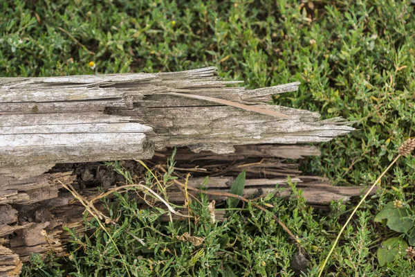 Closeup egy rakás halott fából egy erdőben. — Stock Fotó