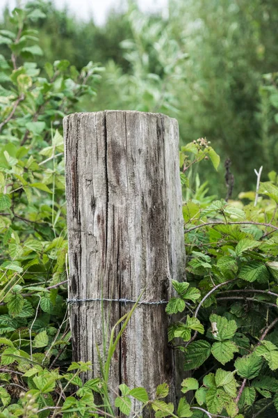 Ytan av gamla trä pinnar. Trästaket nära upp bakgrund. — Stockfoto