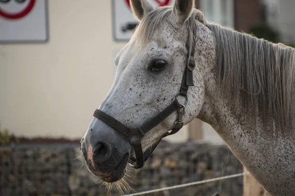 Fehér lófej béklyóban a városban. — Stock Fotó