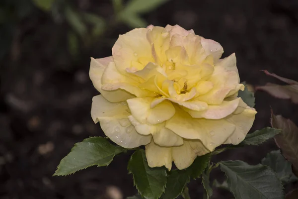 Hermosa rosa amarilla grande sobre fondo borroso. Rosa amarilla en el arbusto. Macro rosado delicado. —  Fotos de Stock