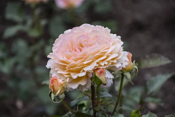 Kwiat róży zbliżenie. Płytkiej głębi ostrości. Wiosna kwiat pomarańczowy Rose — Zdjęcie stockowe