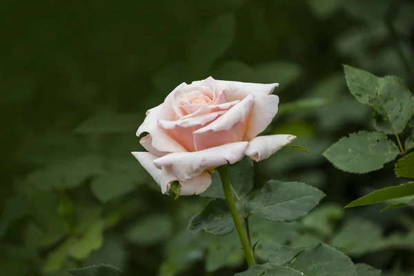 Primer plano de la flor rosa. Profundidad de campo superficial. Flor de primavera de rosa blanca — Foto de Stock