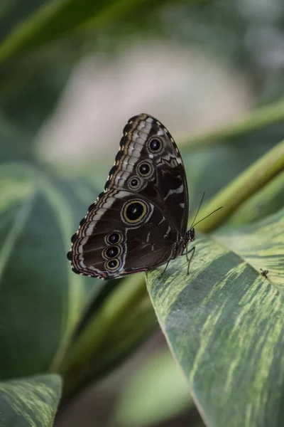 Blauwe morpho vlinder of de keizer, de morpho peleides rust op een bloem met zijn mooie grote vleugels — Stockfoto