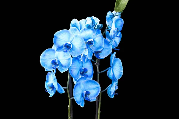 Hermosa orquídea azul sin fondo, flores de orquídea azul brillante sobre un fondo negro. Aislado —  Fotos de Stock