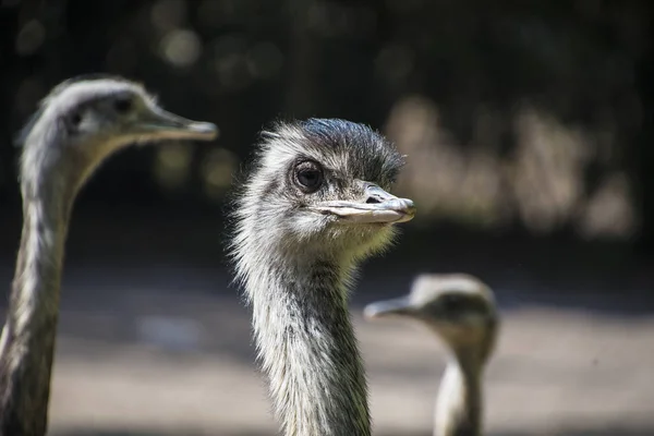 Portrait of a Nandu (Rhea americana), view of neck and head. Photography of nature and wildlife. — Stock Photo, Image