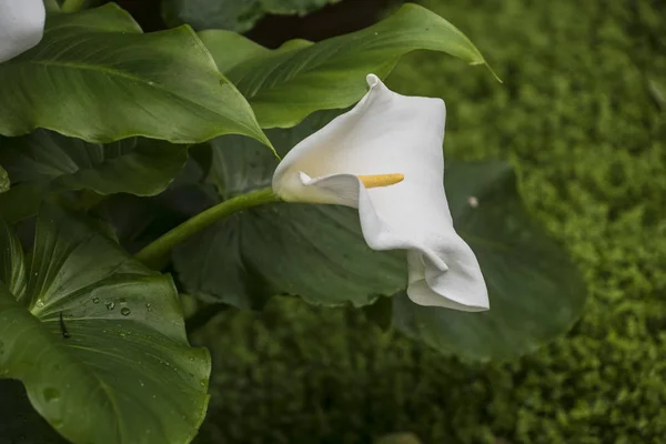 Calla lily,beautiful white calla lilies blooming in the garden, Arum lily, Gold calla