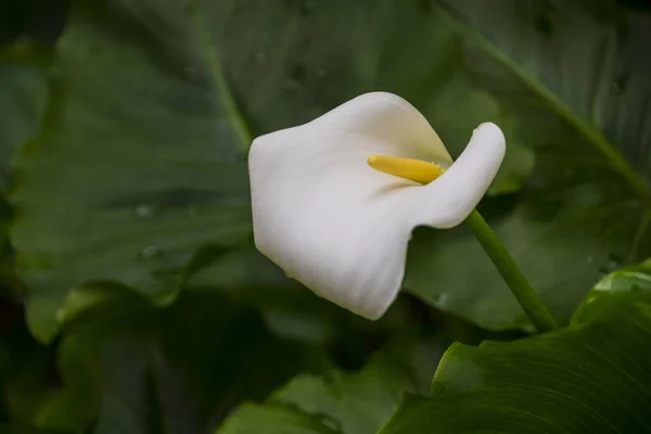 Calla lily,beautiful white calla lilies blooming in the garden, Arum lily, Gold calla