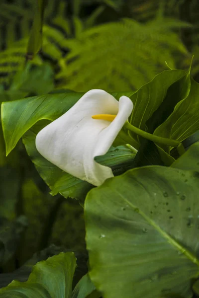 Calla lily,beautiful white calla lilies blooming in the garden, Arum lily, Gold callaamazing, attractive, beautiful, beauty, black, bloom, blossom, botany, calla, closeup, color, decorative, delicate,