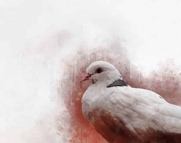 Portrait of a white dove bird, watercolor painting. Bird illustration. — Stock Photo, Image