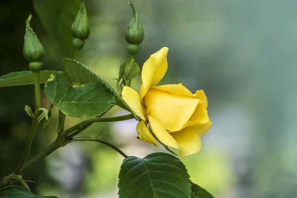 Beautiful big yellow rose on blured background. Yellow rose on the bush. Delicate rose macro.