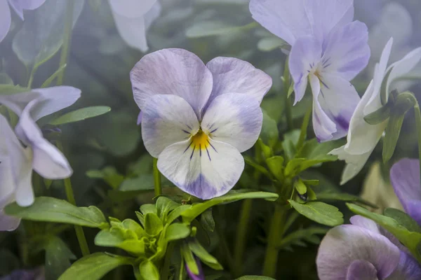 Flor Pansy cores vivas de primavera branco e roxo. Macro imagens de rostos de flores. Pansy no jardim, foco suave . — Fotografia de Stock