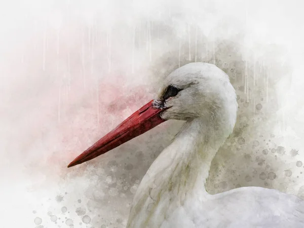 White stork closeup in park in the meadow — Stock Photo, Image