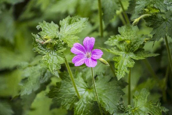 Flor del pico de una grúa anudada (Geranium nodosum ) — Foto de Stock