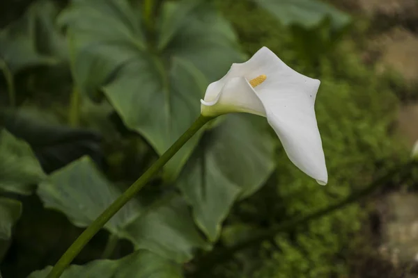 Calla lily,beautiful white calla lilies blooming in the garden, Arum lily, Gold calla