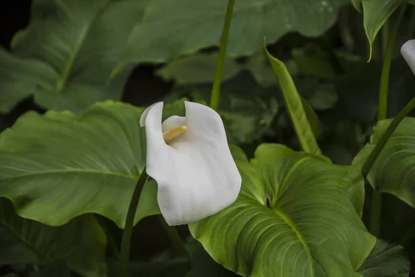 Calla lily,beautiful white calla lilies blooming in the garden, Arum lily, Gold calla