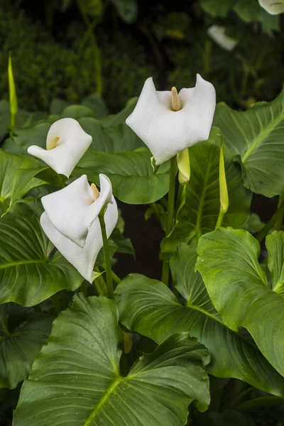 Calla lily,beautiful white calla lilies blooming in the garden, Arum lily, Gold calla