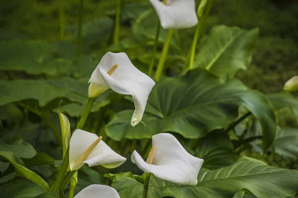 Calla lily,beautiful white calla lilies blooming in the garden, Arum lily, Gold calla