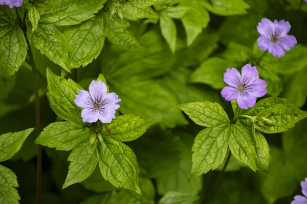 Kwiat wiązany żurawia rachunku (Geranium guzowaty) — Zdjęcie stockowe