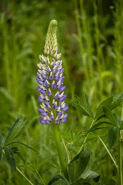 花は総状花序を伸ばします。ルピナスの畑だ。紫とピンクのルパンの牧草地. — ストック写真