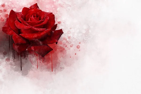 Rosa Vermelha Aquarela. ilustração floral para aniversário ou cartão de convite — Fotografia de Stock