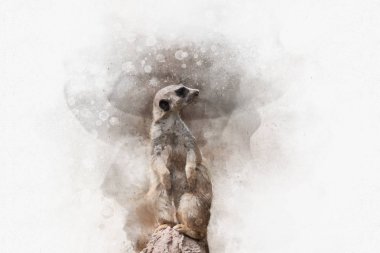 Suluboya resim Meerkat (Suricata Suricatta) - yaban hayatı illüstrasyon