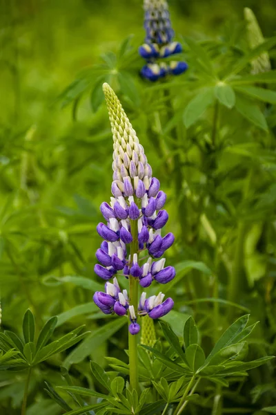 Fleurs de lupin en fleurs. Un champ de lupins. Lupin violet et rose dans la prairie . — Photo