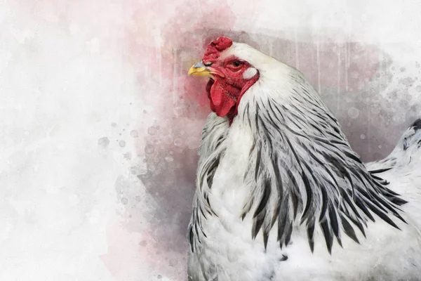 Akvarellmålning av en vit Columbia Brahma Rooster. Fågel illustration — Stockfoto