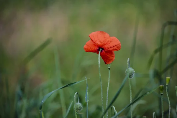 Flor de papoula. Cabeça de flor única bonita. Poppy flores campo natureza primavera fundo . — Fotografia de Stock