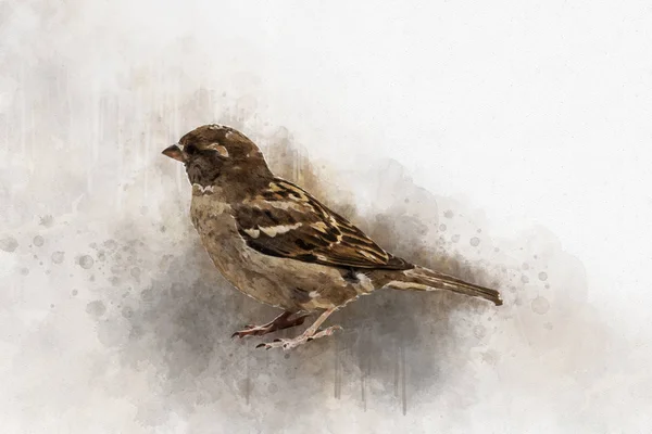 Little sparrow Watercolor Digital Painting vintage effect — Stock Photo, Image