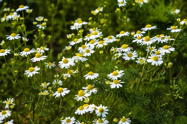 Kamillete blomster på engen om sommeren, selektivt fokus, uklart. Vakker naturscene med blomstrende medisinske tusenfryd på en solrik dag – stockfoto