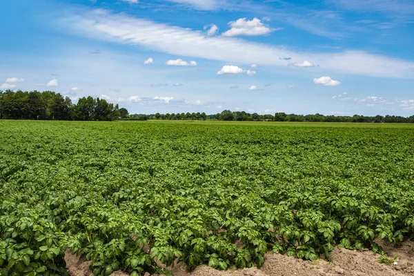 Grön potatis fält i försommaren. Jordbruk och jordbruk. — Stockfoto