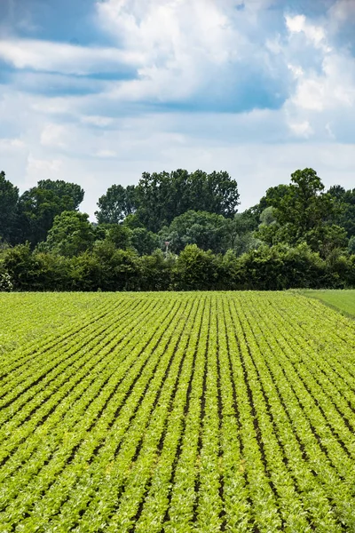 Grön potatis fält i försommaren. Jordbruk och jordbruk. — Stockfoto