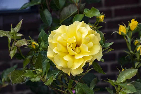 Bella grande rosa gialla su sfondo azzurrato. Rosa gialla sul cespuglio. Macro rosa delicato. — Foto Stock