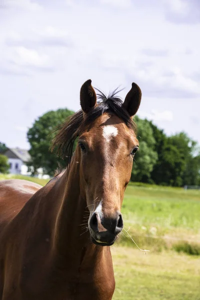 Közelről egy felnőtt barna ló. Stallion. — Stock Fotó
