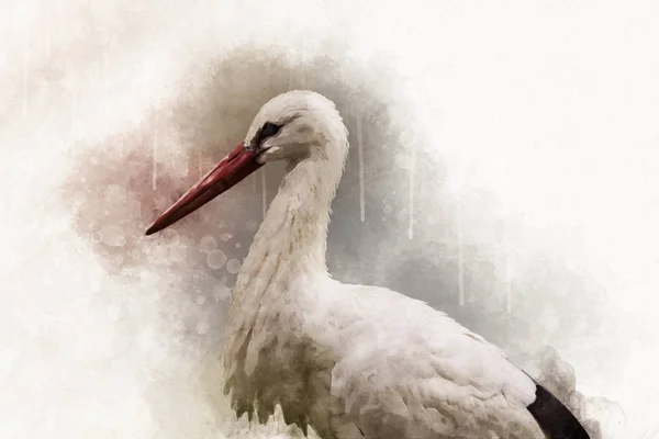 Watercolor painting of a white Stork. Bird illustration — Stock Photo, Image