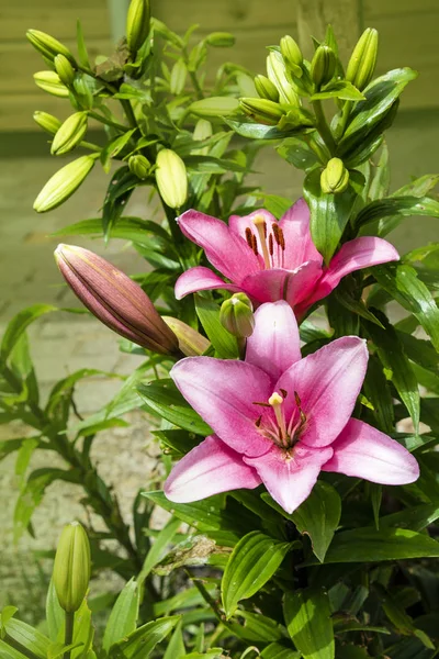 Розовый цветок лилии. Прекрасный цветок лилии в саду. Цветок-гибрид лилии . — стоковое фото