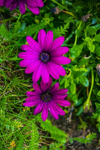 Osteospermum ecklonis blommor (Cape Marguerite blomma, Dimorphotheca). Lila daisy blommor växer i trädgården — Stockfoto