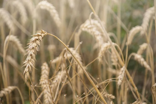 Ripe wheat ears in a field. Wheat field.Ears of golden wheat close up. Background of ripening ears of meadow wheat field.