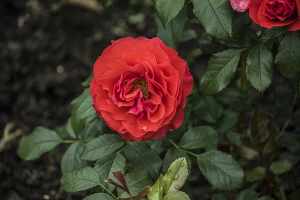 Primo piano del fiore di rosa rossa. Profondità di campo bassa, sfondo sfocato — Foto Stock