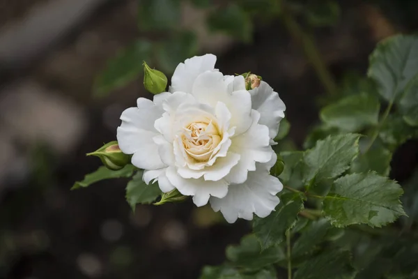 Weiße Rose Blume Nahaufnahme. geringe Schärfentiefe, verschwommener Hintergrund — Stockfoto