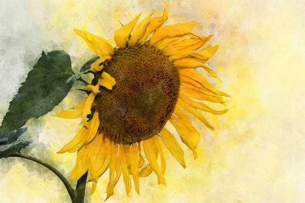 Un dessin aquarelle de tournesol doré vif, style vintage, art botanique — Photo