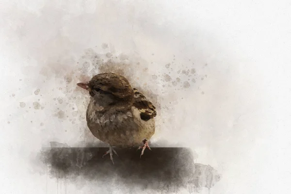 Malý vrabec akvarel digitální malba vintage efekt — Stock fotografie