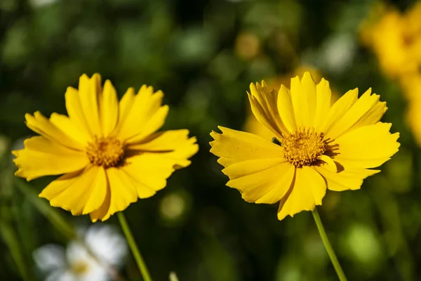 stock image Yellow cosmos or Cosmos sulphureus, sulfur cosmos. Flower. Nature.