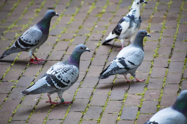 A group of rock doves or rock pigeons or common pigeons - members of the bird family Columbidae — Stock Photo, Image